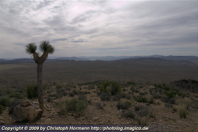 image 42: View from Ryan Mountain, Joshua Tree National Park, California, USA