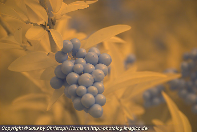 image 50: Infrared berries