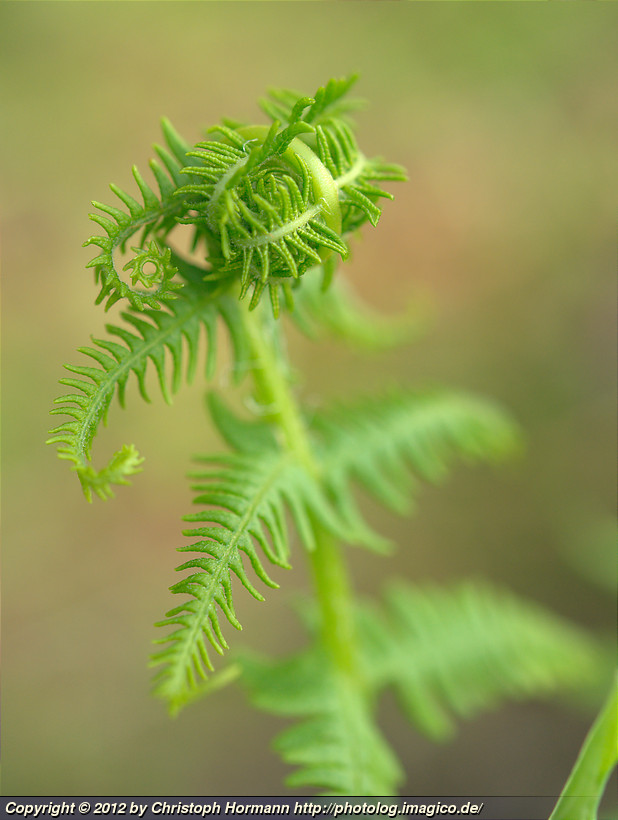 image 94: Curling fern