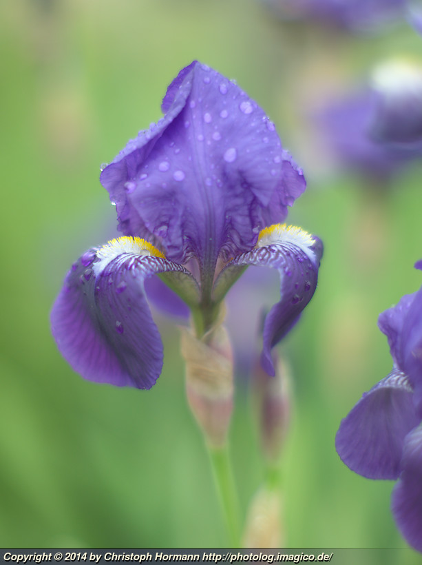 image 110: Iris in the rain